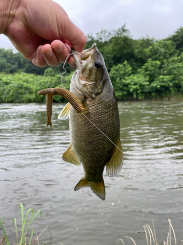 スモールマウスバスの釣果