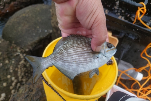 イズスミの釣果