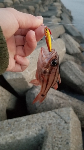 オオスジイシモチの釣果