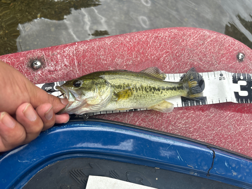 ラージマウスバスの釣果