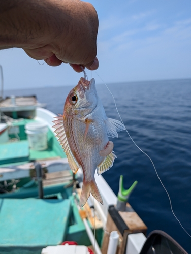 レンコダイの釣果