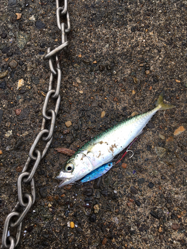 サバの釣果