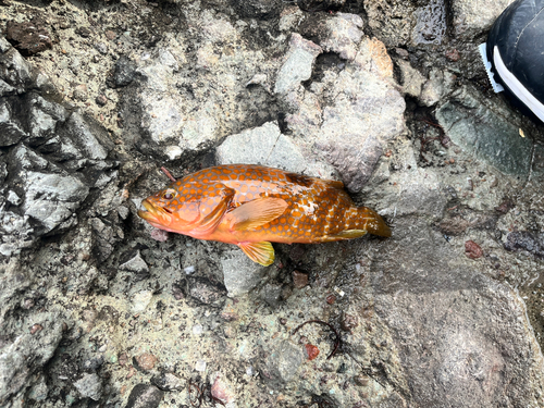 アコウの釣果