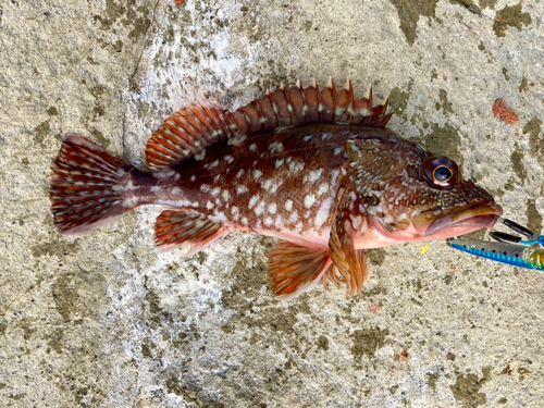 カサゴの釣果