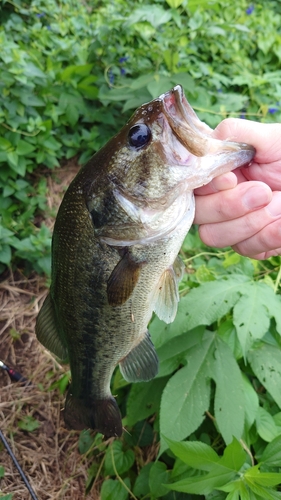 ブラックバスの釣果