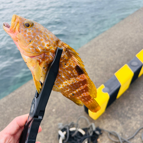 アコウの釣果