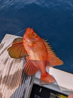 チカメキントキの釣果