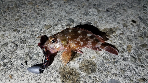 カサゴの釣果