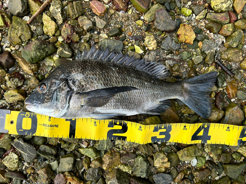 クロダイの釣果