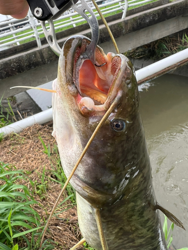 ナマズの釣果