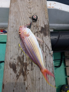 イトヨリダイの釣果