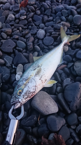 ワカシの釣果