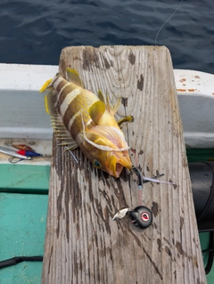 アオハタの釣果