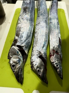 タチウオの釣果