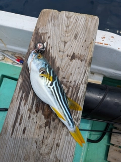 シマフグの釣果