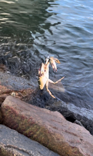 カニの釣果