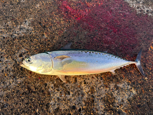 ソウダガツオの釣果