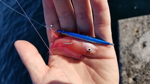 アカオビハナダイの釣果