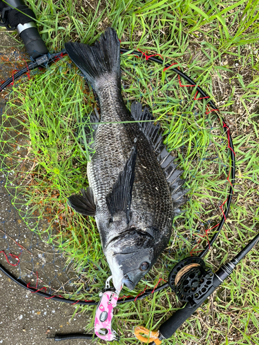 チヌの釣果