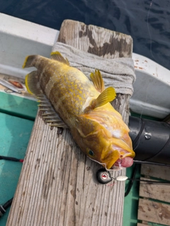 アオハタの釣果