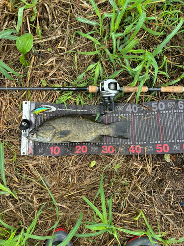 スモールマウスバスの釣果