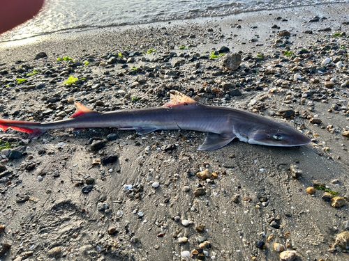 エイラクブカの釣果