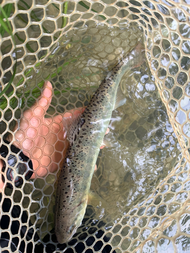 ニジマスの釣果