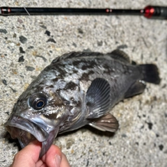 クロソイの釣果