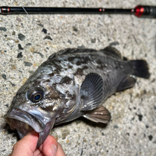 クロソイの釣果