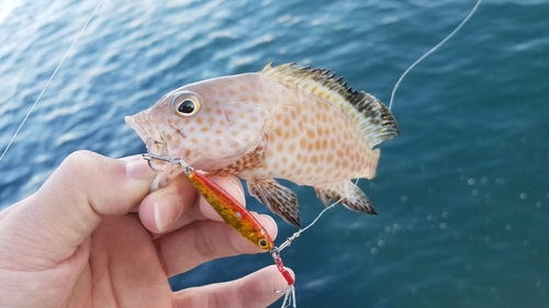 オオモンハタの釣果