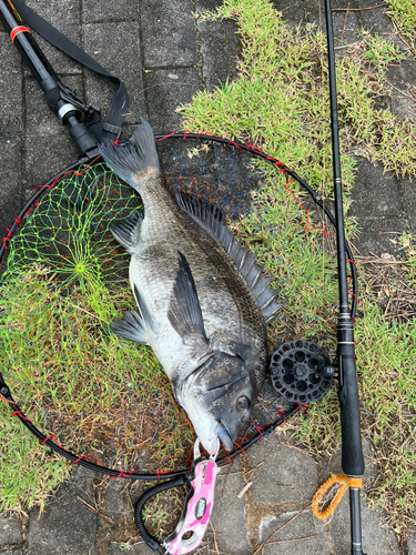 チヌの釣果