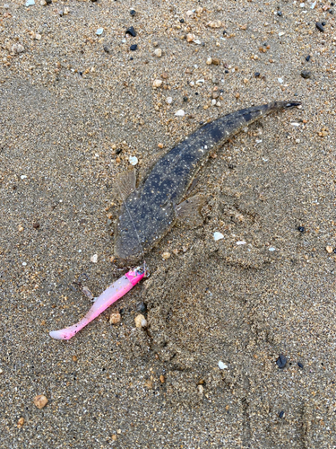 マゴチの釣果