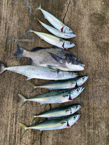 サゴシの釣果