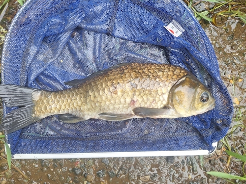 フナの釣果