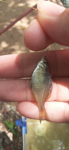 タイリクバラタナゴの釣果