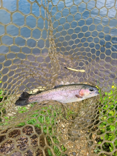 ニジマスの釣果