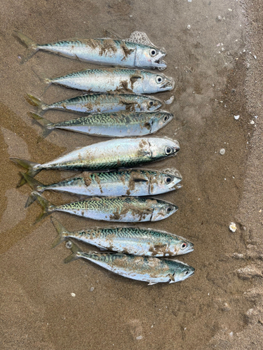 サバの釣果