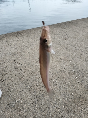 シロギスの釣果