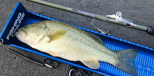 ラージマウスバスの釣果