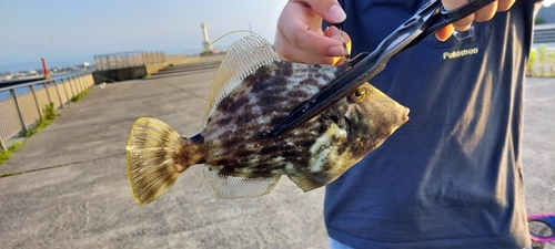 カワハギの釣果