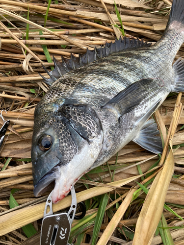 チヌの釣果