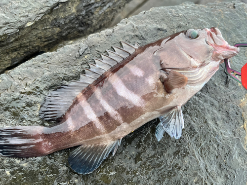 マハタの釣果