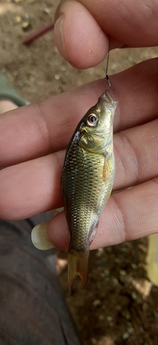 フナの釣果