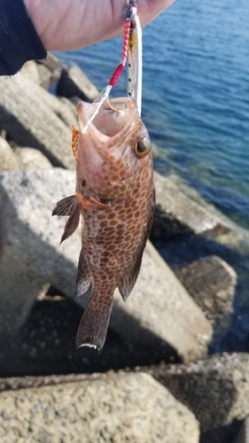 オオモンハタの釣果