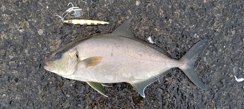 カンパチの釣果