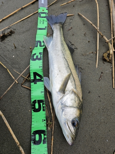 スズキの釣果