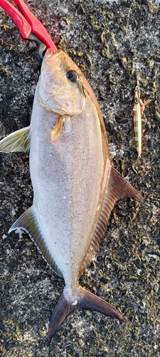 カンパチの釣果