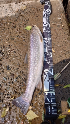 アメマスの釣果