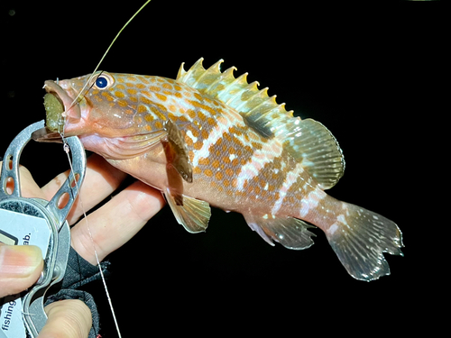 アコウの釣果