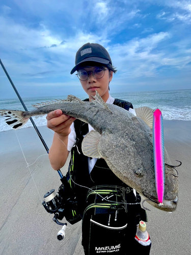 マゴチの釣果